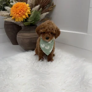 Asiago - FBB Toy Goldendoodle Puppy - Litter --_
