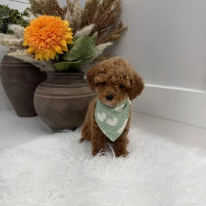 Asiago - FBB Toy Goldendoodle Puppy - Litter --_