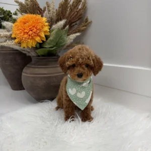 Asiago - FBB Toy Goldendoodle Puppy - Litter --_
