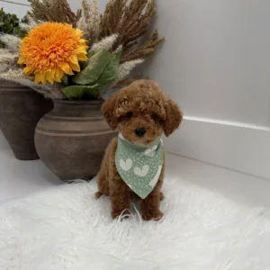 Asiago - FBB Toy Goldendoodle Puppy - Litter --_