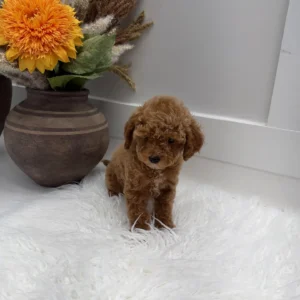 Asiago - FBB Toy Goldendoodle Puppy - Litter --_