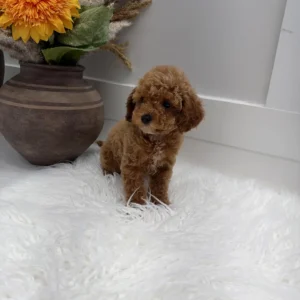 Asiago - FBB Toy Goldendoodle Puppy - Litter --_