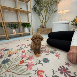 Asiago - FBB Toy Goldendoodle Puppy - Litter --_