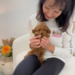 Asiago - FBB Toy Goldendoodle Puppy - Litter --_
