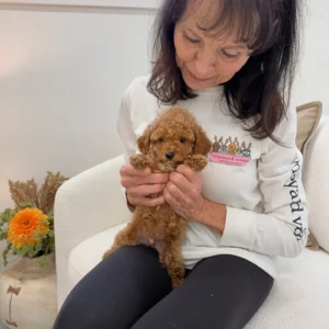 Asiago - FBB Toy Goldendoodle Puppy - Litter --_