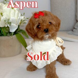 Aspen - FB Cavapoo Puppy - BPPP