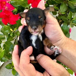 Aspen - Female Toy Micro Goldendoodle