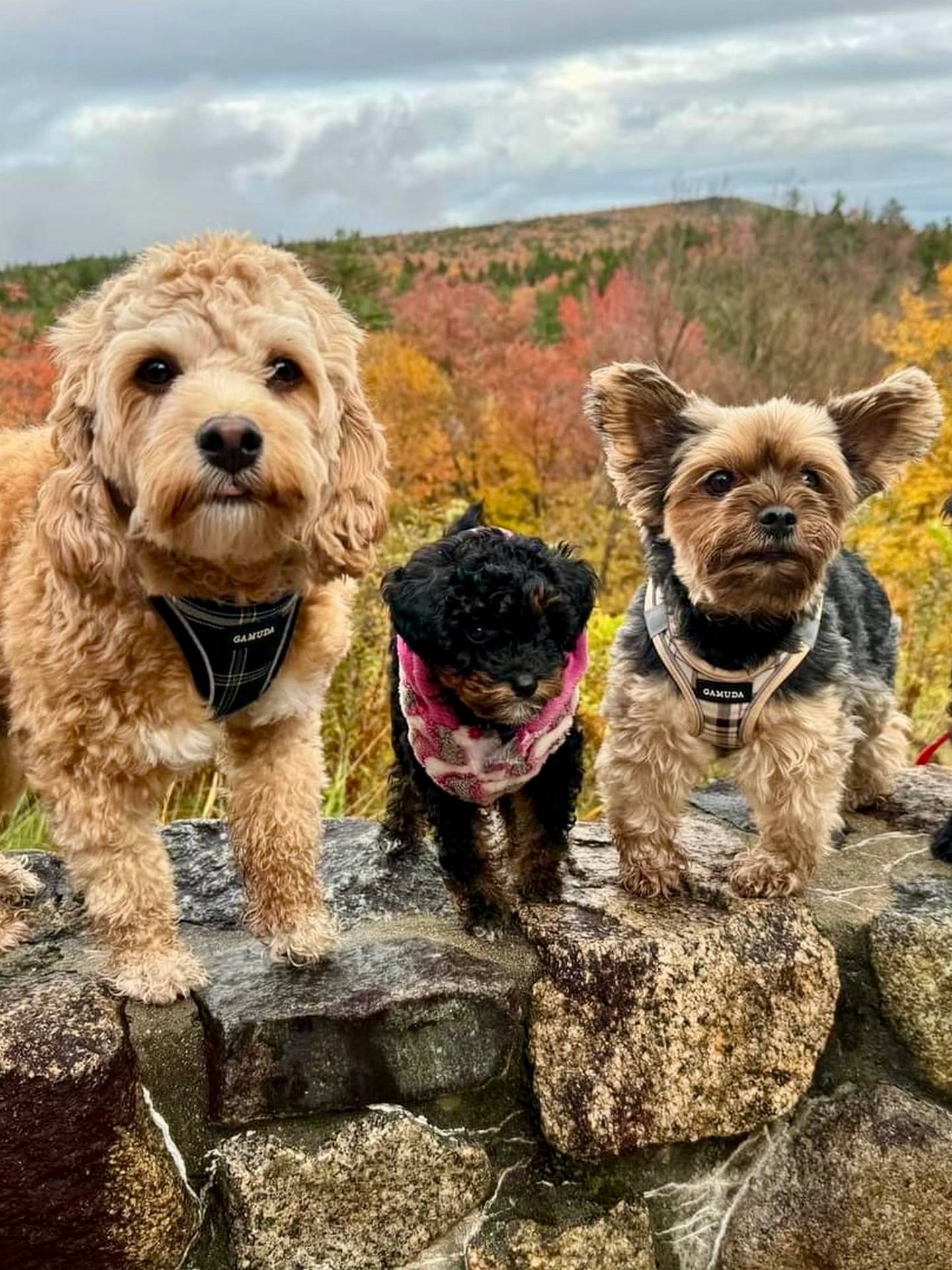 Aspen - Female Toy Micro Goldendoodle - Family Photo - Forever Home in Raymond ME