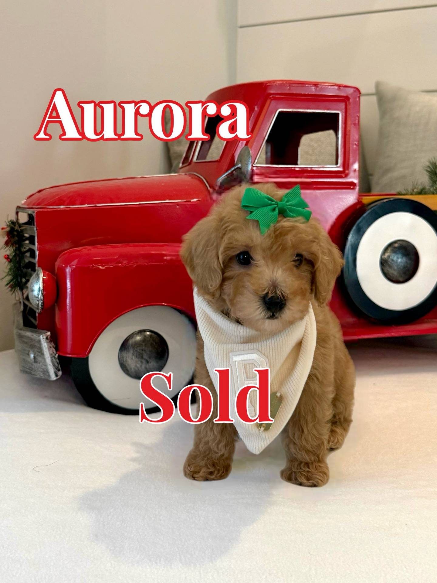 Aurora - Apricot Female Maltipoo - BPPP - Forever Home in Land O’ Lakes- FL