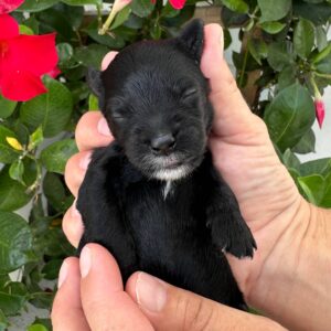 Autumn - Female Toy Micro Goldendoodle