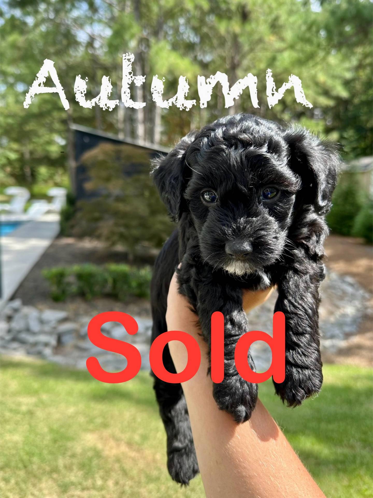 Autumn - Female Toy Micro Goldendoodle - Forever Home in Valdosta GA