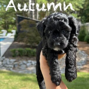 Autumn - Female Toy Micro Goldendoodle_