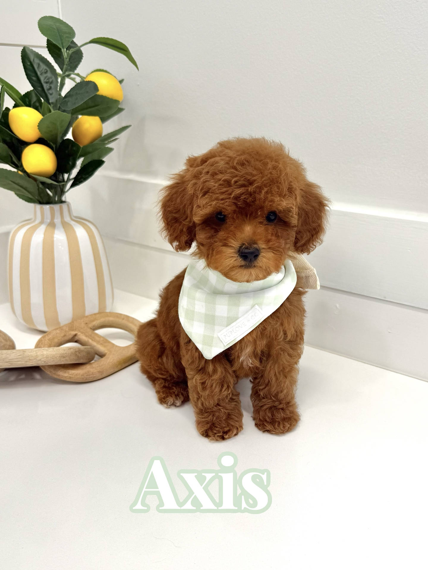 Axis - CKC Toy Micro Goldendoodle Puppy - PPP Litter --