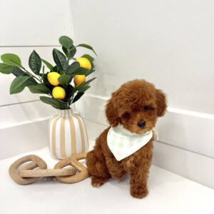 Axis - CKC Toy Micro Goldendoodle Puppy - PPP Litter --_