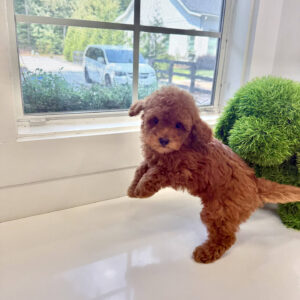 Axis - CKC Toy Micro Goldendoodle Puppy - PPP Litter --_