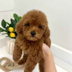 Axis - CKC Toy Micro Goldendoodle Puppy - PPP Litter --_