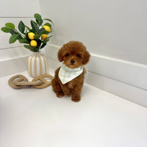 Axis - CKC Toy Micro Goldendoodle Puppy - PPP Litter --_