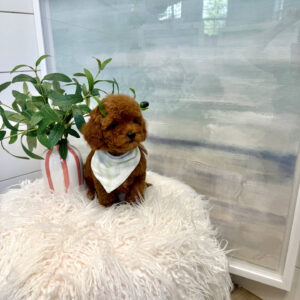 Axis - CKC Toy Micro Goldendoodle Puppy - PPP Litter --_