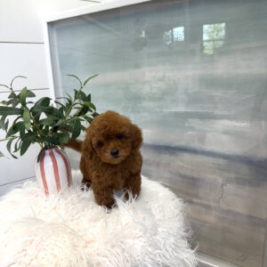 Axis - CKC Toy Micro Goldendoodle Puppy - PPP Litter --_