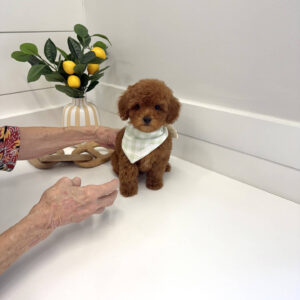 Axis - CKC Toy Micro Goldendoodle Puppy - PPP Litter --_