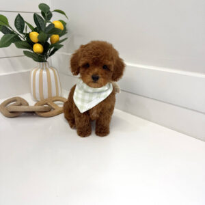 Axis - CKC Toy Micro Goldendoodle Puppy - PPP Litter --_