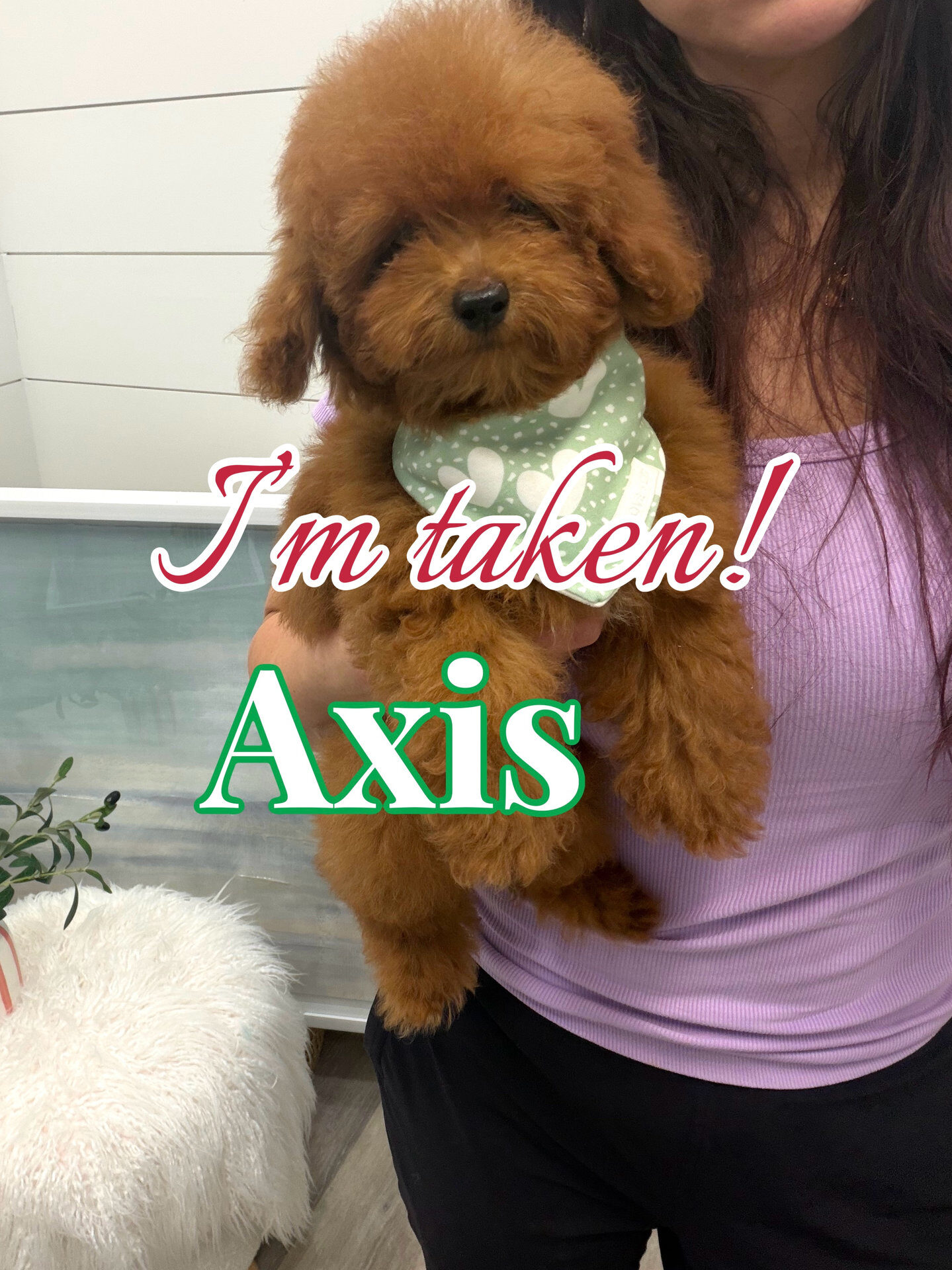 Axis - CKC Toy Micro Goldendoodle Puppy - PPP Litter --_Forever Home in Nashville- TN