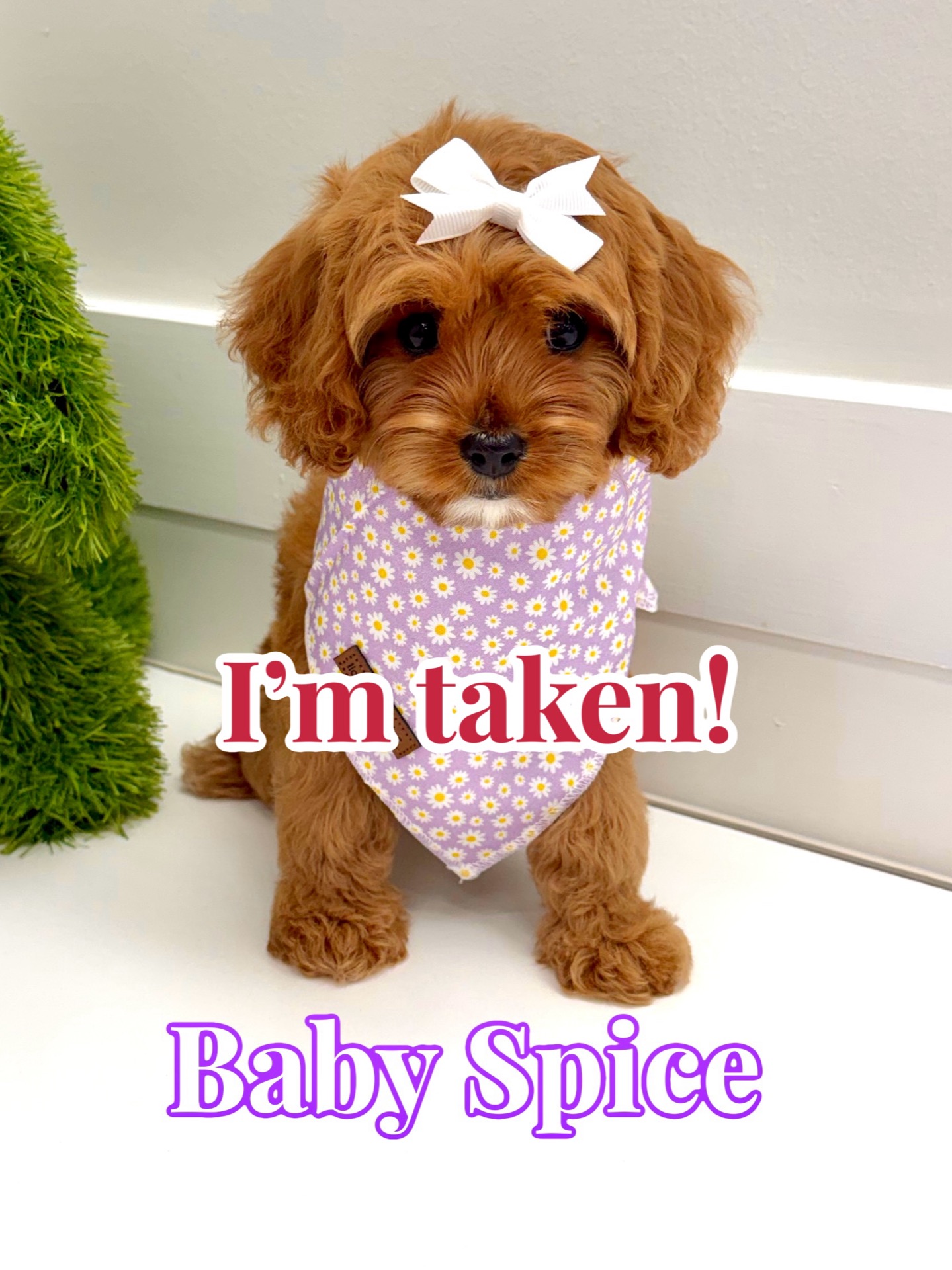 Baby Spice - F Cavapoo Puppy - BPPP Litter -- - Forever Home in D’iberville- MS
