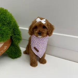 Baby Spice - F Cavapoo Puppy - BPPP Litter --_