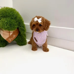 Baby Spice - F Cavapoo Puppy - BPPP Litter --_