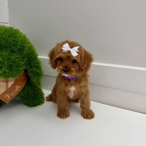 Baby Spice - F Cavapoo Puppy - BPPP Litter --_