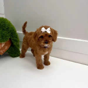 Baby Spice - F Cavapoo Puppy - BPPP Litter --_