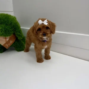 Baby Spice - F Cavapoo Puppy - BPPP Litter --_