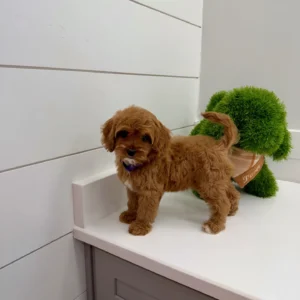 Baby Spice - F Cavapoo Puppy - BPPP Litter --_