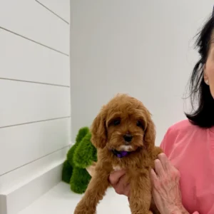 Baby Spice - F Cavapoo Puppy - BPPP Litter --_