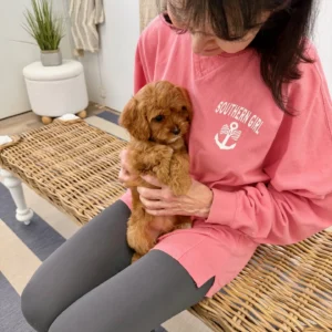 Baby Spice - F Cavapoo Puppy - BPPP Litter --_