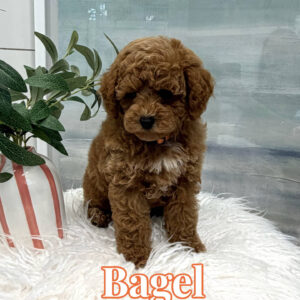 Bagel - FB Cavapoo Puppy - BPPP Litter --_