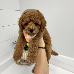 Bagel - FB Cavapoo Puppy - BPPP Litter --_