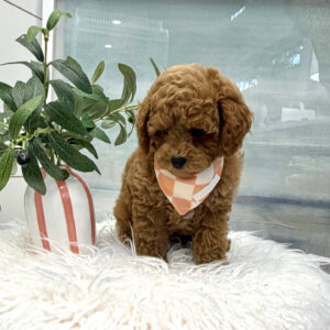 Bagel - FB Cavapoo Puppy - BPPP Litter --_