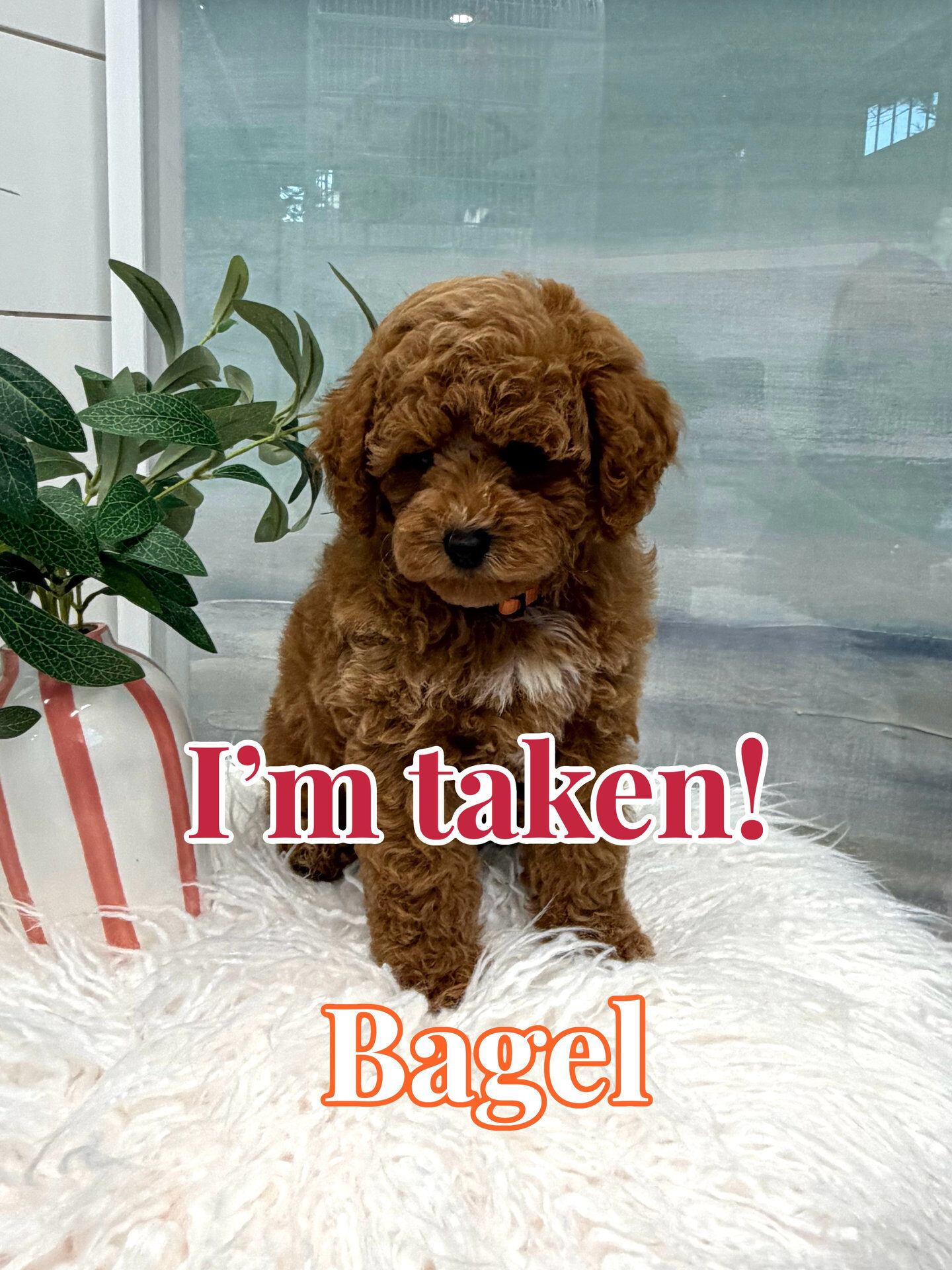 Bagel - FB Cavapoo Puppy - BPPP Litter --_Forever Home in Hartwell- GA
