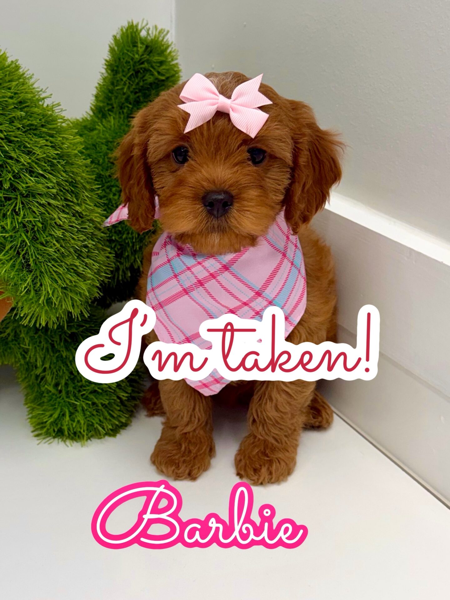 Barbie - F Cavapoo Puppy - BPPP Litter -- - Forever Home in Jasper- AL