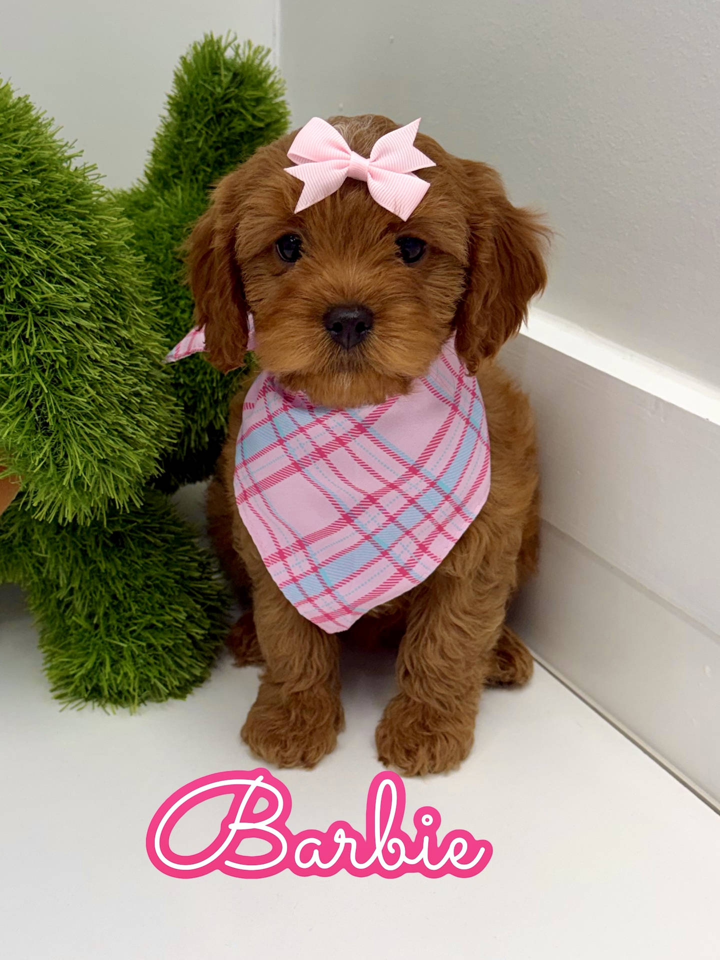 Barbie - F Cavapoo Puppy - BPPP Litter --_