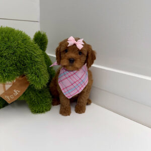 Barbie - F Cavapoo Puppy - BPPP Litter --_
