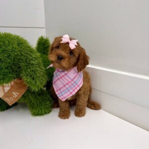 Barbie - F Cavapoo Puppy - BPPP Litter --_