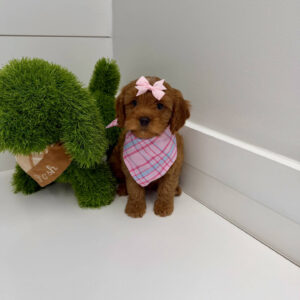 Barbie - F Cavapoo Puppy - BPPP Litter --_