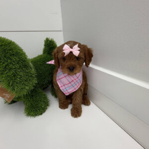 Barbie - F Cavapoo Puppy - BPPP Litter --_