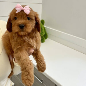 Barbie - F Cavapoo Puppy - BPPP Litter --_