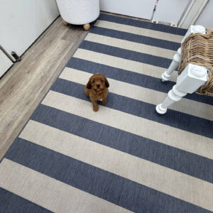 Barbie - F Cavapoo Puppy - BPPP Litter --_