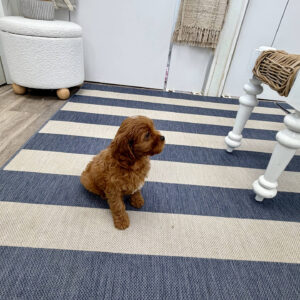 Barbie - F Cavapoo Puppy - BPPP Litter --_