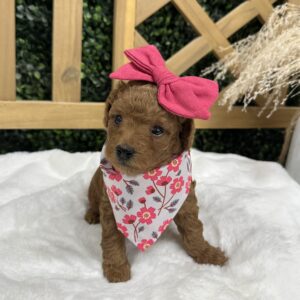 Barbie - Red - FB Toy Goldendoodle - Female - Petite Posh Puppies -