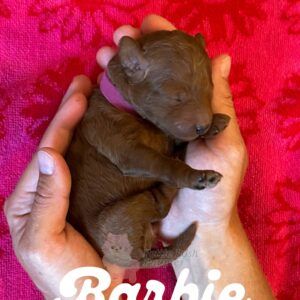 Barbie - Red - FB Toy Goldendoodle - Female - Petite Posh Puppies